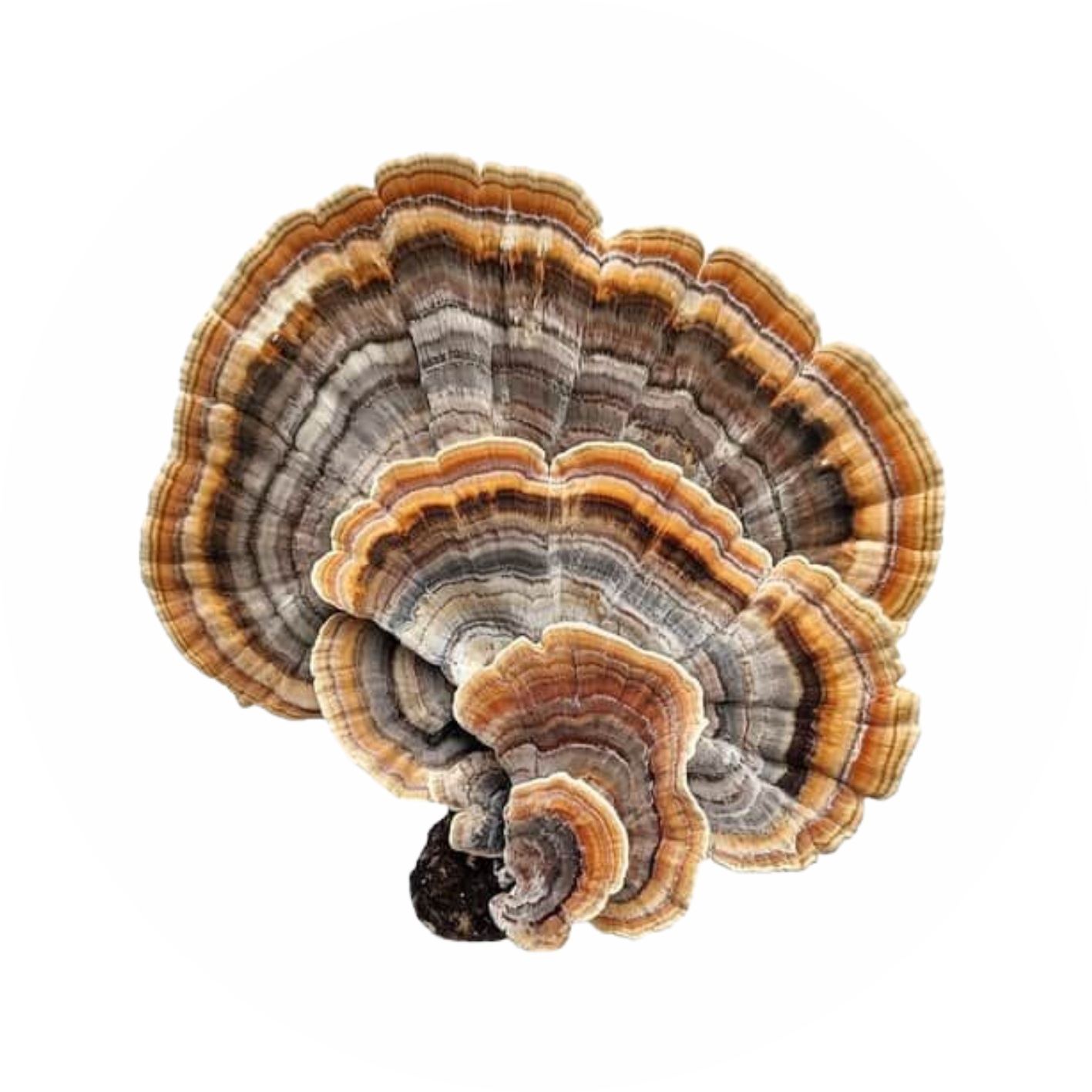 Wholesale Turkey Tail logo